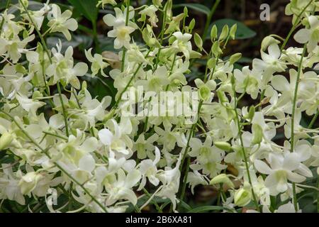 Orchid Dendrobium Shvin White n im Freien im Botanischen Garten von Singapur gesehen. Stockfoto