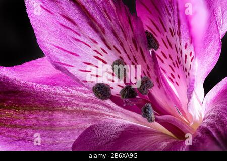 Makrofoto einer wunderschönen lila peruanischen Lilienblüte auf dunklem Hintergrund Stockfoto