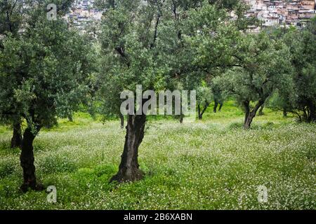 Wildblumen wachsen in einem Obstgarten außerhalb der Stadtmauern von Fes, Marokko Stockfoto