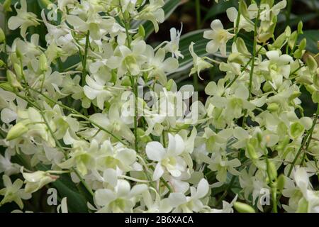 Orchid Dendrobium Shvin White n im Freien im Botanischen Garten von Singapur gesehen. Stockfoto