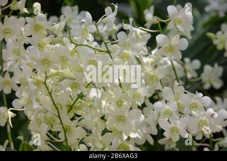 Orchid Dendrobium Shvin White n im Freien im Botanischen Garten von Singapur gesehen. Stockfoto