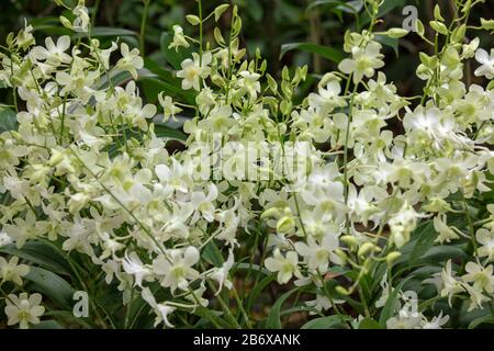 Orchid Dendrobium Shvin White n im Freien im Botanischen Garten von Singapur gesehen. Stockfoto