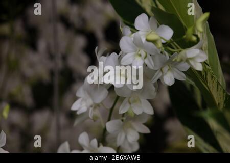 Orchid Dendrobium Shvin White n im Freien im Botanischen Garten von Singapur gesehen. Stockfoto