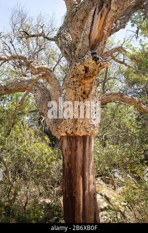 Geerntete Korkeiche (Quercus Suber) auf Sardinien, Italien Stockfoto