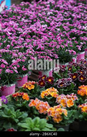 Allgemeine Ansichten von Brick Kiln Garden Center, Chichester, West Sussex, Großbritannien. Stockfoto