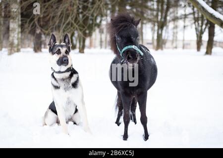 Schwarzes Pony mit Hundespaziergängen im Freien am Wintertag Stockfoto