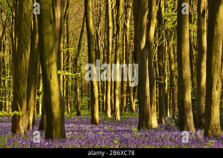 Bluebells in Micheldever Wood, in der Nähe von Winchester, Hampshire, Großbritannien Stockfoto