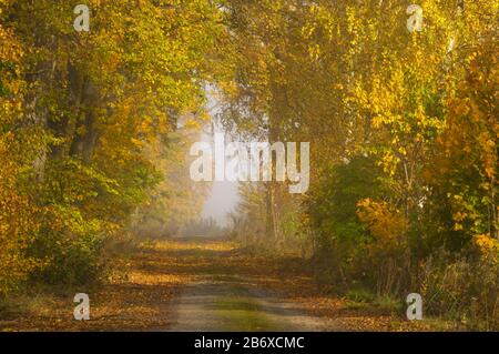 Eine Schuttstraße in einem nebligen Tunnel aus Herbst gefärbten Blättern, Sormland, Schweden Stockfoto