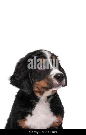Portrait eines bernischen Berghundwelpen, der auf einem weißen Hintergrund in einem vertikalen Bild aufblickt Stockfoto