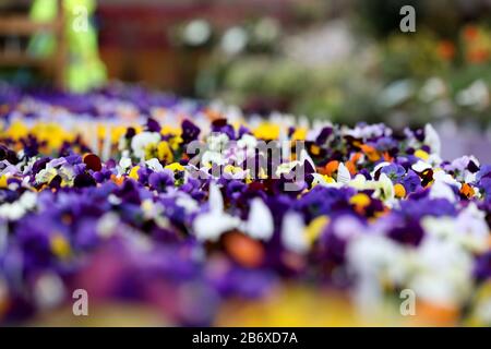 Allgemeine Ansichten von Brick Kiln Garden Center, Chichester, West Sussex, Großbritannien. Stockfoto