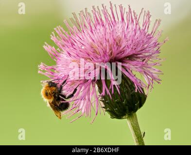 Hummeln saugen Nektar aus der Blüte. Nahaufnahme des Sommers von einem haarigen Insekt. Stockfoto