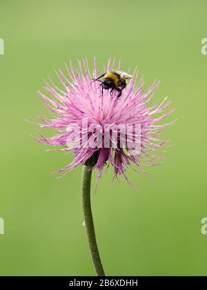 Hummeln saugen Nektar aus der Blüte. Nahaufnahme des Sommers von einem haarigen Insekt. Stockfoto