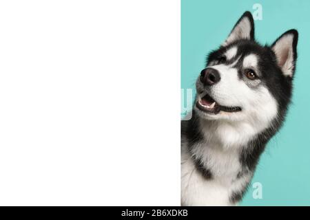 Porträt eines sibirischen Huskys auf blauem Hintergrund, der um die Ecke einer weißen leeren Tafel mit Platz für Kopien blickt Stockfoto