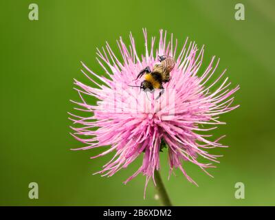 Hummeln saugen Nektar aus der Blüte. Nahaufnahme des Sommers von einem haarigen Insekt. Stockfoto