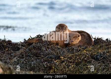 Europäische Otter (Lutra Lutra) Mutter und Jungtier schlafen auf einem Bett aus Kelp und trocknen nach dem Schwimmen aus Stockfoto