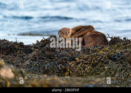 Europäische Otter-Kübel (Lutra Lutra), die auf ihrer Mutter auf einem Bett aus Kelp liegt, während sie nach dem Schwimmen austrocknen Stockfoto