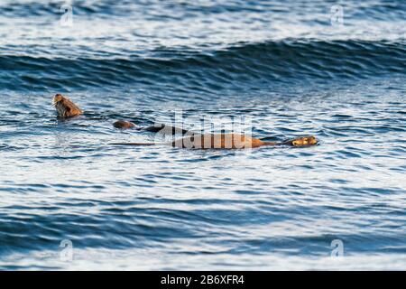 Europäische Otter (Lutra Lutra) Mutter und Jungtier schwimmen in der Brandung, gebadet in goldenem Stundenlicht Stockfoto