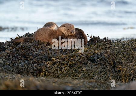 Europäische Otter (Lutra Lutra) Mutter und Jungtier schlafen auf einem Bett aus Kelp und trocknen nach dem Schwimmen aus Stockfoto