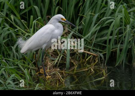 Snowy Egret (Egretta thula) ist ein ganz weißer Vogel mit schwarzen Beinen und verschwörend gelben Zehen und einer schwarzen Rechnung Stockfoto