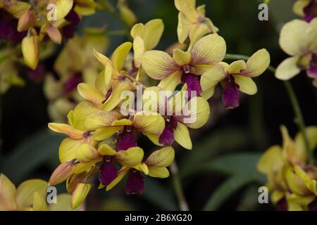 Orchidee Dendrobium Sri Siam im Freien gesehen. Stockfoto