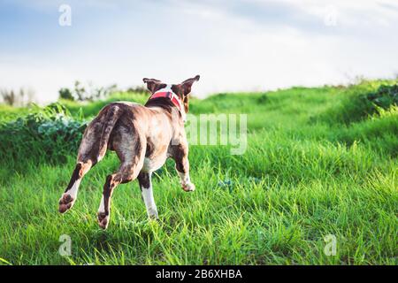 Happy American Stanford oder Staffordshire, die auf dem Feld mit einem Kopierbereich für Text laufen Stockfoto