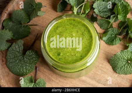 Ein Glas hausgemachtes Pesto aus jungen Blättern von Knoblauchsenf oder Alliaria petiolata - einer wilden essbaren Pflanze Stockfoto