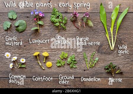 Wilder Knoblauch, Lungwort, Brennnessel und andere Heilkräuter und wilde essbare Pflanzen, die im Frühjahr auf Holzgrund gesammelt wurden, mit Aufschriften Stockfoto