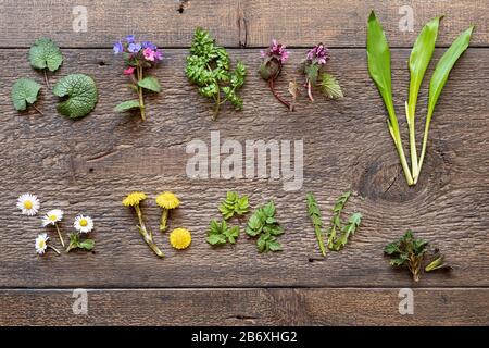 Wilder Knoblauch, Lungwort, Brennnessel, Kaltfuß und andere Heilkräuter und wilde essbare Pflanzen, die im Frühjahr auf einem Holzhintergrund gesammelt wurden Stockfoto