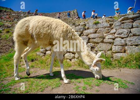 Llama peru Stockfoto