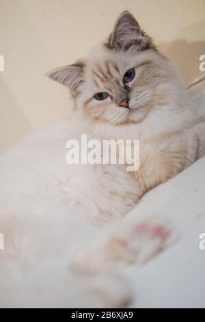 Wunderschönes ragdoll-katzen-porträt mit schönen Farben und Mustern Stockfoto