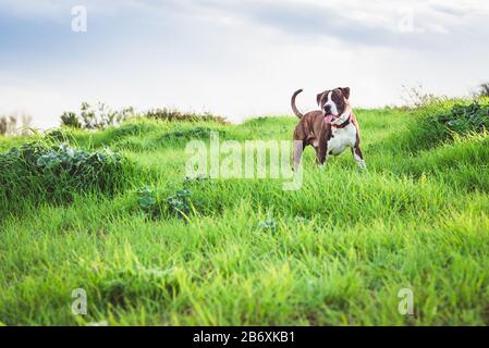 American Stanford oder Staffordshire auf dem Feld mit Kopierbereich für Text Stockfoto