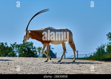 Scimitar-Horned Oryx (Oryx dammah) Stockfoto