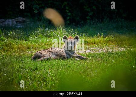 Gepunktete Hyäne (Crocuta Crocuta) oder lachende Hyäne Stockfoto