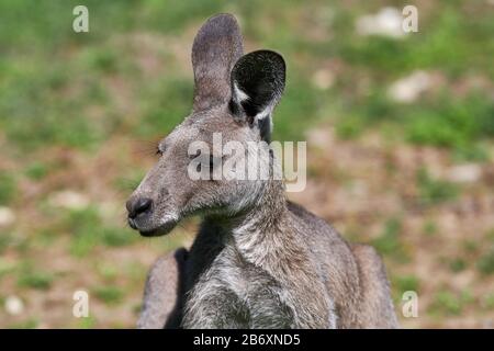Red-necked Wallaby (Macropus rufogriseus) Stockfoto