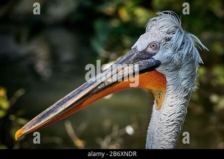 Ein großartiger Dalmatiner Pelikaner (Pelecanus onocrotalus) schließt sich aus Stockfoto