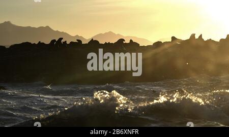 Hintergrundbeleuchtetes Bild der Dichtungen bei Sonnenaufgang. Robbenkolonie ( Kapfellrobben, Arctocephalus pusillus ) auf der felsigen Insel im Ozean. Sonnenaufgang Himmel, früh Stockfoto