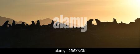 Hintergrundbeleuchtetes Bild der Dichtungen bei Sonnenaufgang. Robbenkolonie ( Kapfellrobben, Arctocephalus pusillus ) auf der felsigen Insel im Ozean. Sonnenaufgang Himmel, früh Stockfoto