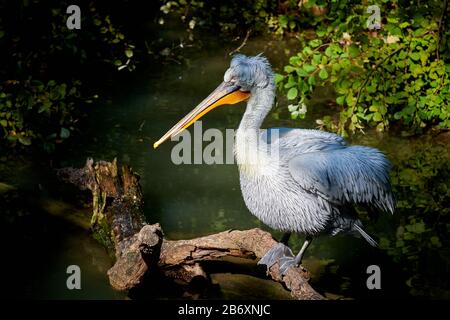 Ein großartiger Dalmatiner Pelikaner (Pelecanus onocrotalus) schließt sich aus Stockfoto