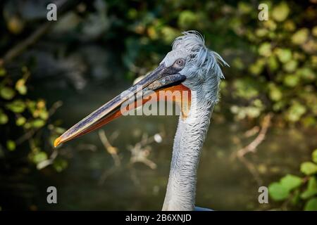 Ein großartiger Dalmatiner Pelikaner (Pelecanus onocrotalus) schließt sich aus Stockfoto