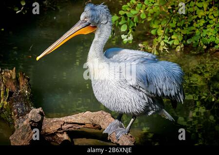 Ein großartiger Dalmatiner Pelikaner (Pelecanus onocrotalus) schließt sich aus Stockfoto