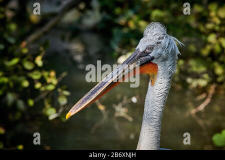 Ein großartiger Dalmatiner Pelikaner (Pelecanus onocrotalus) schließt sich aus Stockfoto