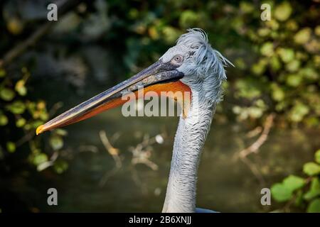 Ein großartiger Dalmatiner Pelikaner (Pelecanus onocrotalus) schließt sich aus Stockfoto