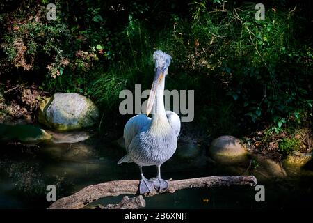 Ein großartiger Dalmatiner Pelikaner (Pelecanus onocrotalus) schließt sich aus Stockfoto