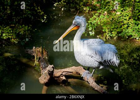 Ein großartiger Dalmatiner Pelikaner (Pelecanus onocrotalus) schließt sich aus Stockfoto