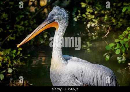 Ein großartiger Dalmatiner Pelikaner (Pelecanus onocrotalus) schließt sich aus Stockfoto