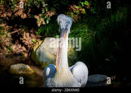 Ein großartiger Dalmatiner Pelikaner (Pelecanus onocrotalus) schließt sich aus Stockfoto