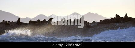 Hintergrundbeleuchtetes Bild der Dichtungen bei Sonnenaufgang. Robbenkolonie ( Kapfellrobben, Arctocephalus pusillus ) auf der felsigen Insel im Ozean. Sonnenaufgang Himmel, früh Stockfoto