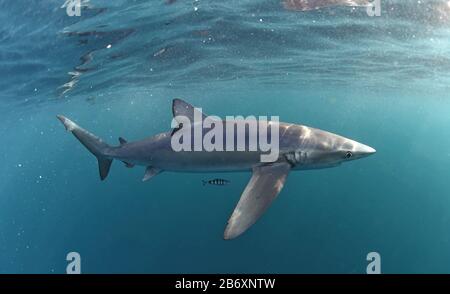Blauer Hai schwimmend in Blau. Wissenschaftlicher Name: Prionace glauca. Natürlicher Lebensraum. Südafrika. Stockfoto