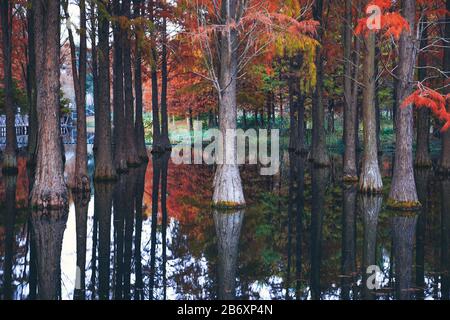 Die rote metasequoia im Nationalpark im Herbst ist ein wunderschönes Spiegelbild Stockfoto