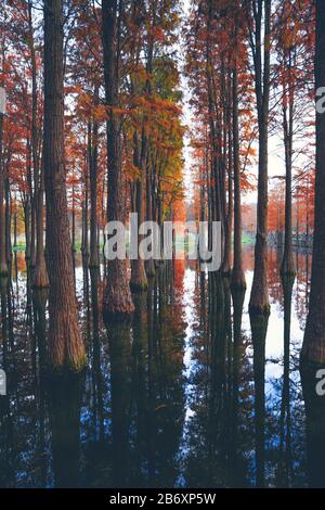 Die rote metasequoia im Nationalpark im Herbst ist ein wunderschönes Spiegelbild Stockfoto